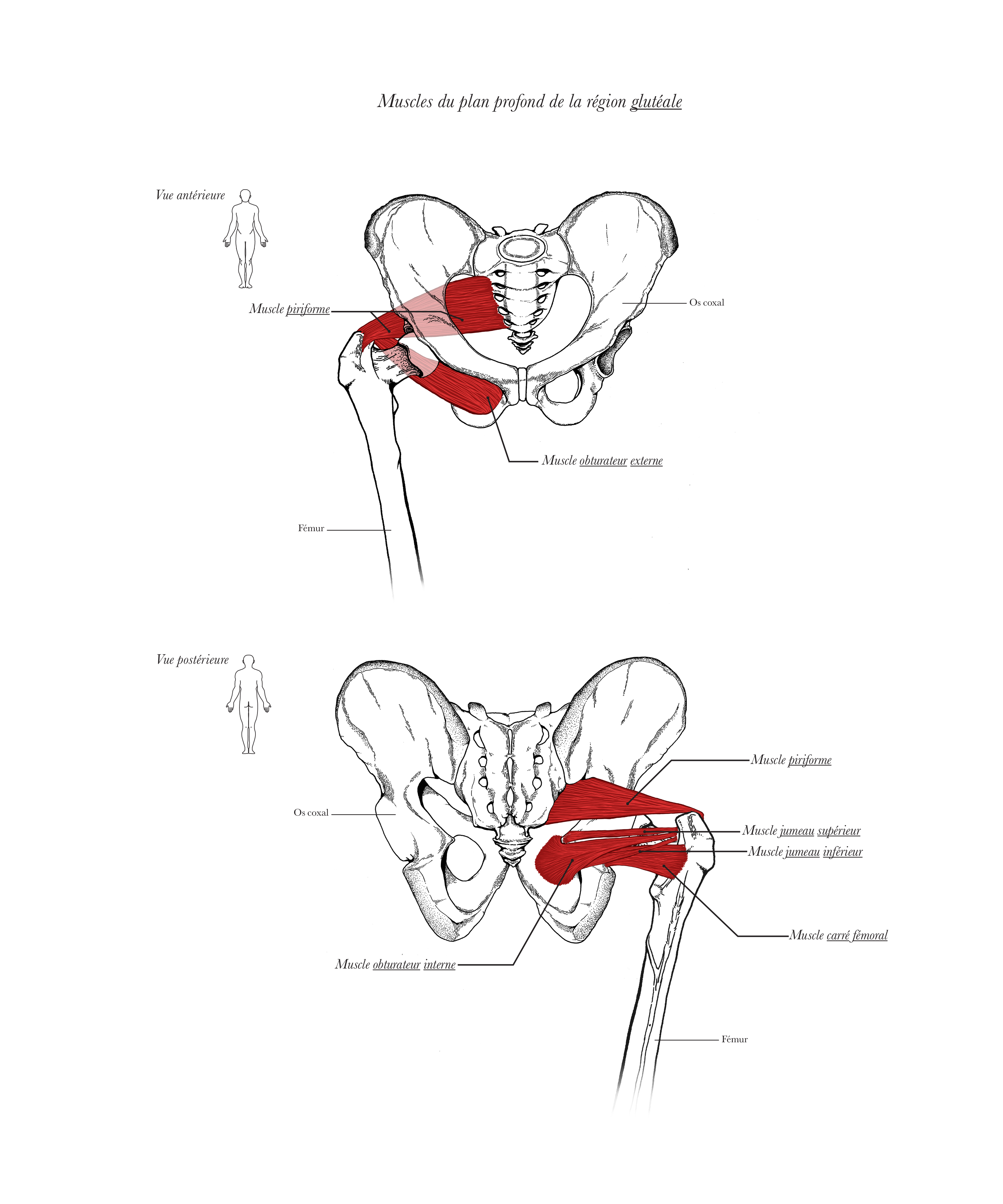 anatomy-1