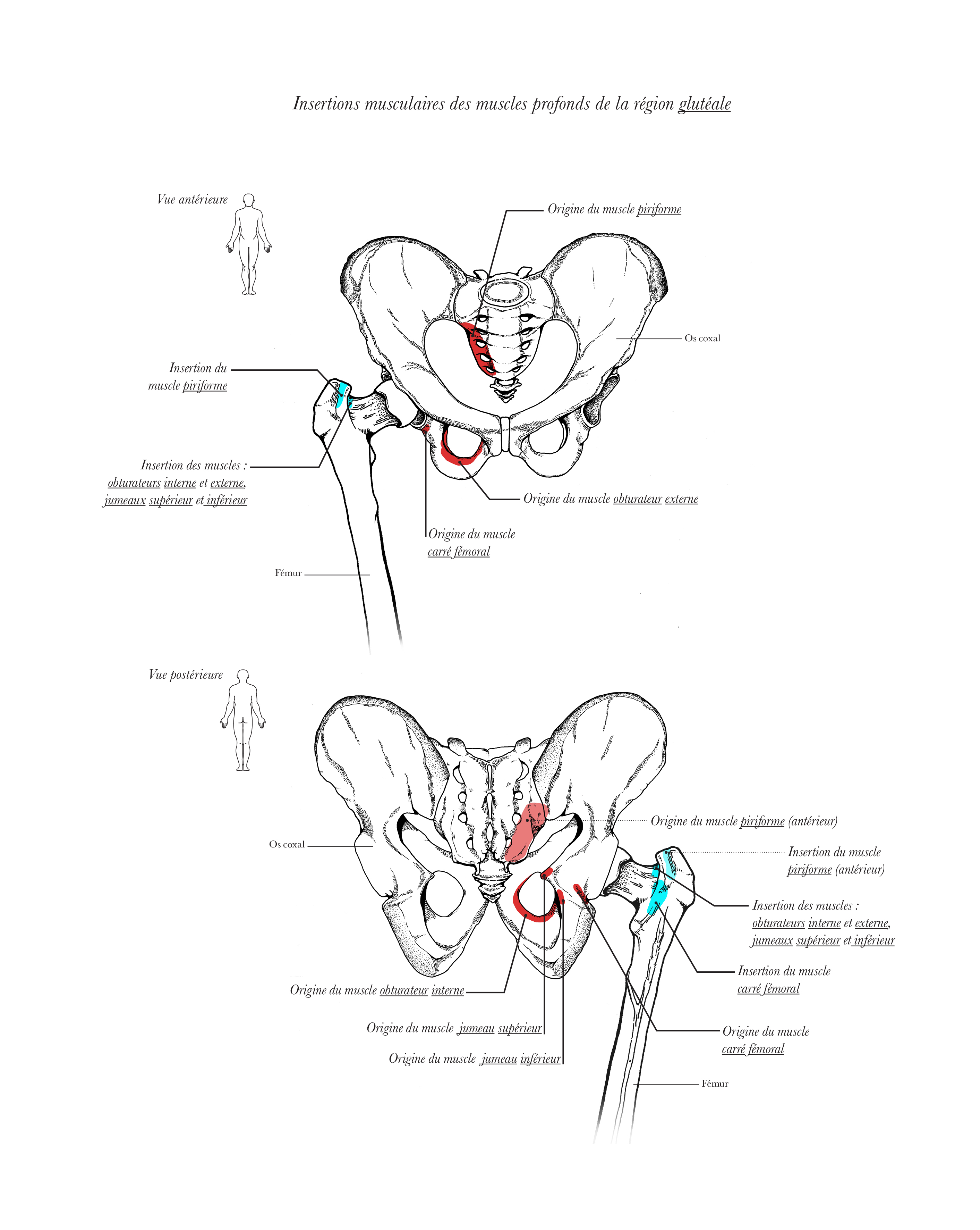 anatomy-2