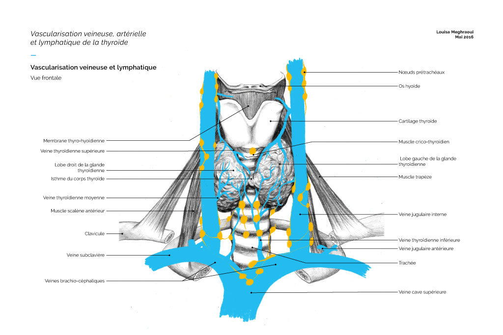 anatomy-3