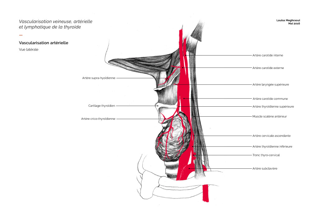 anatomy-4