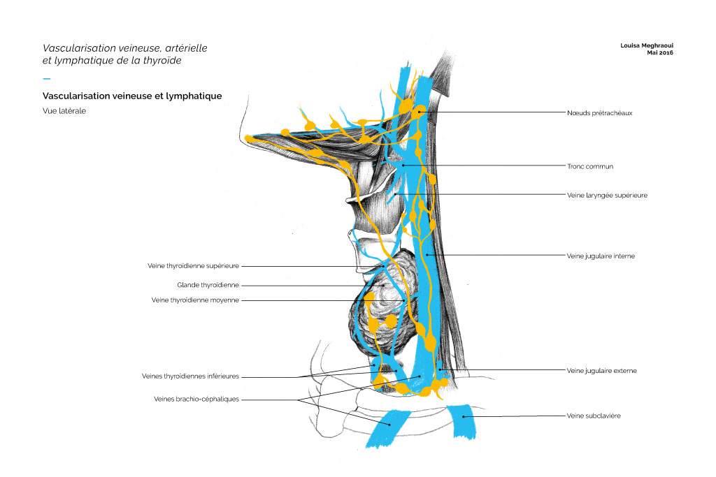 anatomy-5