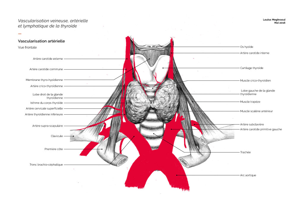 anatomy-5